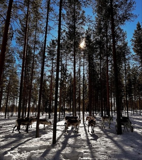 Tallskog med höga tallar, bland träden går en flock renar, taget i motljus.